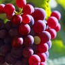 Grappe de raisin dans les vignes